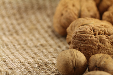 Giant and small walnut in shell