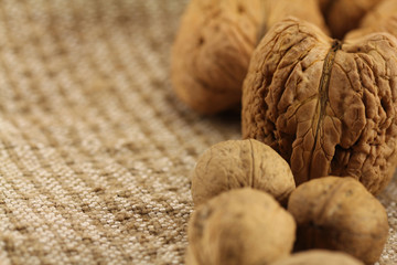 Giant and small walnut in shell
