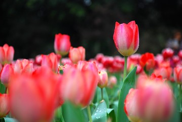 Beautiful tulips