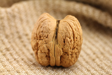 Giant walnut in shell