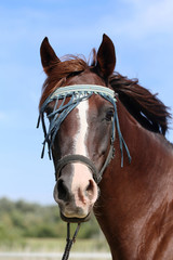 Extreme closeup of a young purebred arabian mare headdress