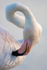 Naklejka premium Greater Flamingo, Phoenicopterus portait
