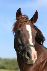Obraz premium Bay colored arabian mare looking around in summer corral