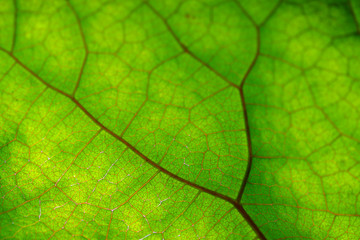 Obraz na płótnie Canvas Texture of green leaf and veins