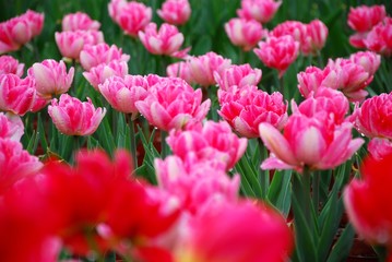 Beautiful tulips