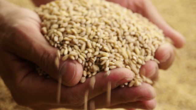Grain in the hands. Man hands holding barley grain.