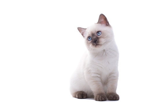 Beautiful stylish purebred british cat. Animal portrait. Purebred cat is lying. White background. Isolated