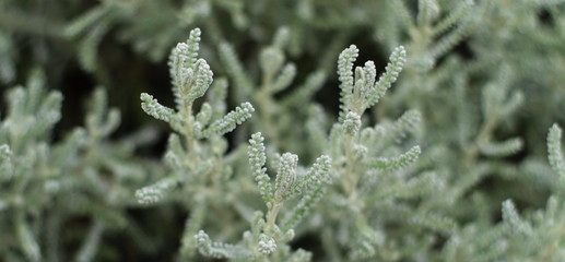 Banner Heilpflanze Santolina © Doris Gräf