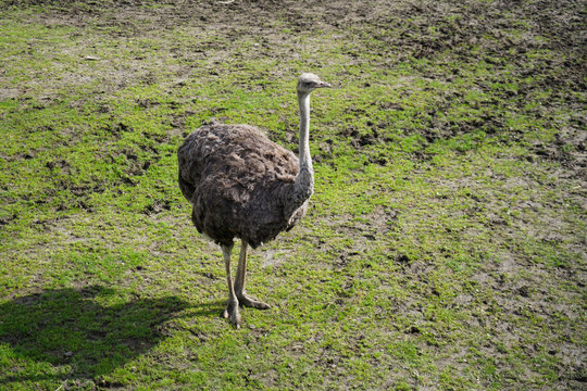 Curious Ostrich