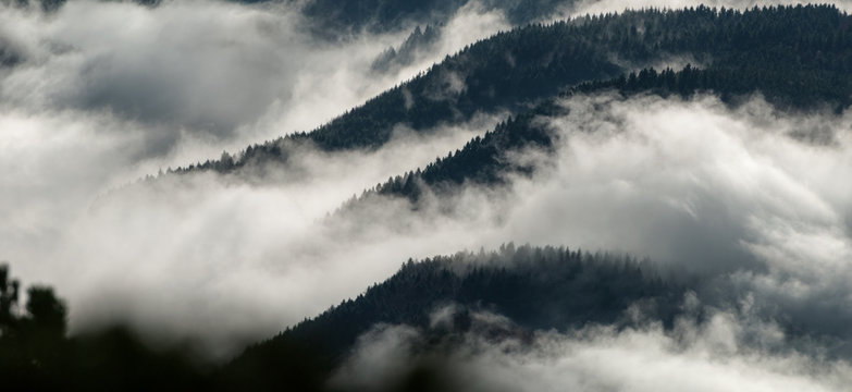 Fototapeta Collines vosgiennes, forêt de sapin dans la brume