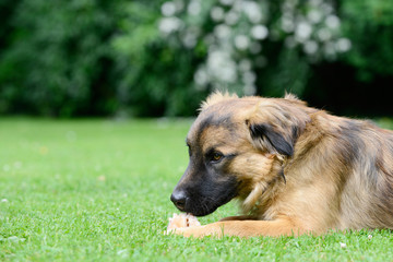 Hund frisst Knochen