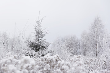 Pine (Christmas) tree in frozen meadow. Winter in Lithuania
