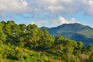 Fototapeta na wymiar Mountains with green forest landscape.