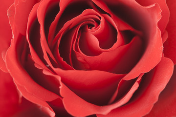 Closeup view red rose