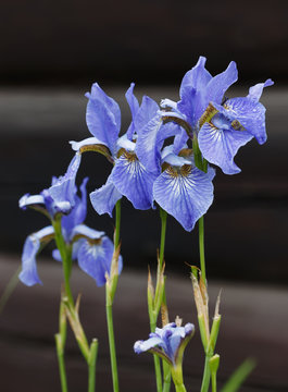 .Siberian irises against a background of a wooden house