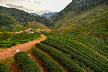 Fototapeta premium Tea plantation