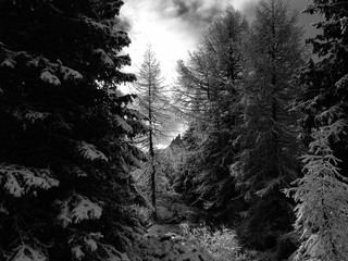La prima neve