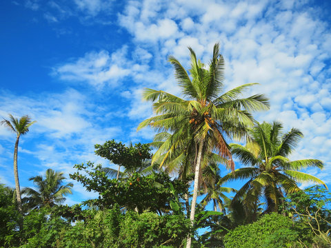 Green palm trees on blue sky background