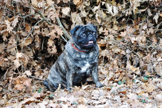 Bouna en automne