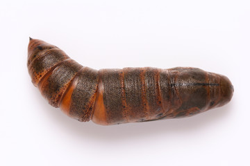 Moth pupa on white background