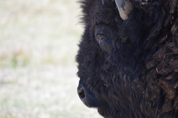 Buffalo Head Close Up Detail