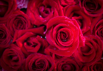 Red rose background