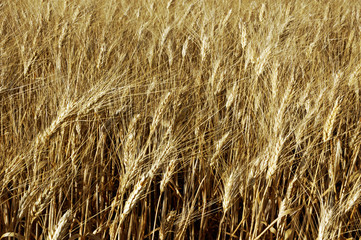 Golden wheat grains