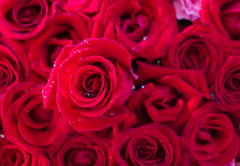 Red rose background
