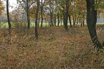 Obraz premium autumn forest 18