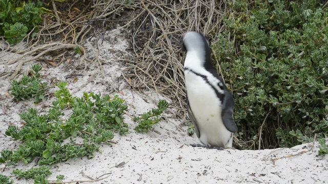 African Penguin (spheniscus demersus) in the wild in South Africa near Cape Town in high definition footage