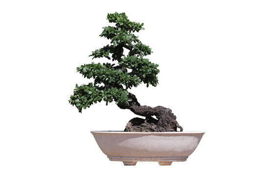 The little tree, bonsai tree in pot Isolated on white background.