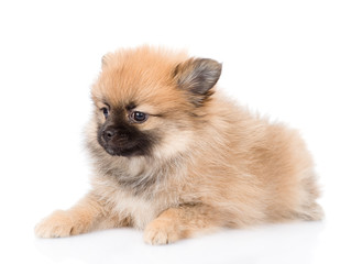 portrait tiny spitz puppy. isolated on white background