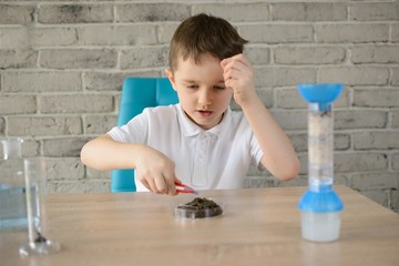 Little 6 year old boy examines the acidity of the soil