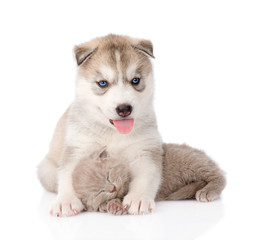 Siberian Husky puppy hugging sleeping scottish kitten . isolated