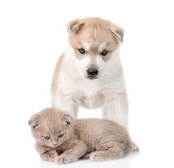 Obraz premium Small scottish kitten and Siberian Husky puppy together. isolate