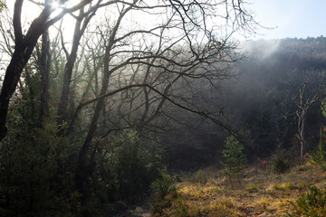 Mountain path through forest