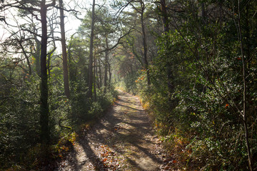 Mountain path through forest