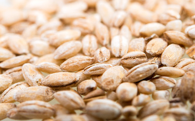 pearl barley close-up