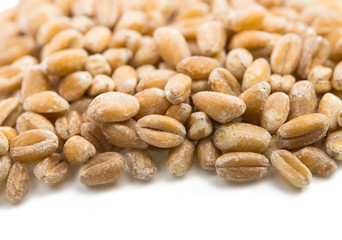 wheat grain