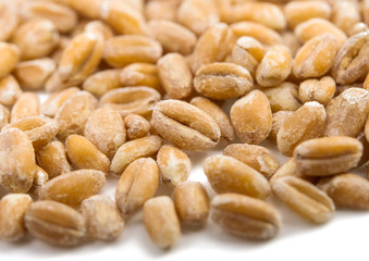 wheat grain