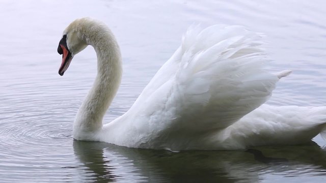 Cigno reale