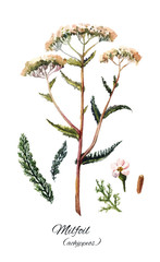 Yarrow set illustration. Hand-drawn herb on a white background. © Viktoriia Manuilova