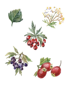 vector watercolor set of rosehips and hawthorn
