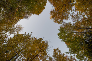 Fototapeta premium Looking straight up into the sky and canopy of the Sugar Maple (Acer saccharum) trees, and their leaves in full fall colors.
