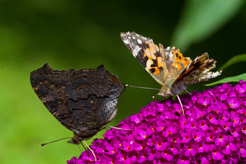 European Peacock (Aglais io) and Comma (Polygonia c-album) on Summer lilac (Buddleja davidii)