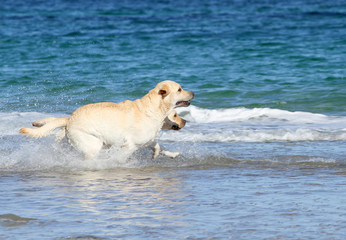 labradors at the sea with a ball