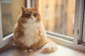 Fototapeta premium Fat ginger cat