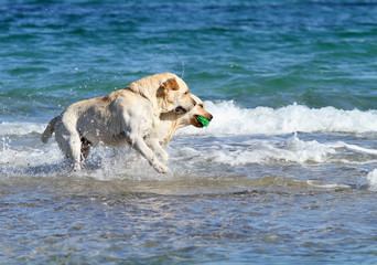 two labradors at the sea with a ball