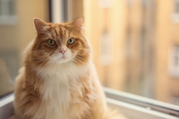 Fat ginger cat