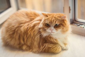 Fototapeta na wymiar Fat ginger cat